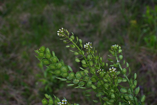 Field pennycress (Thlaspi arvense) in south Sweden.
