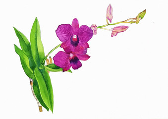 purple orchid isolated on white