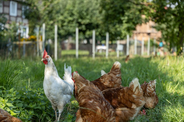 Free range organic chickens poultry in a country farm, germany