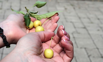 Small apples in women's hands. Yellow apples.