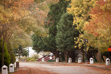 Obraz premium A winding road curves through a autumn scenic park alike place. Lots of dried leaves on the ground during autumn and trees are very colourful. November and autumn concept.Tree on the right is in focus