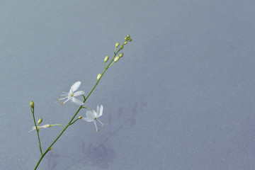 Graslilie auf grauem Untergrund mit weißer Blüte und Schatten für Grußkarte, Hintergrund,...