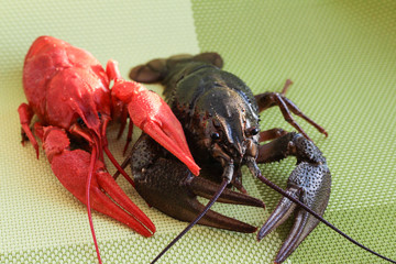 Live and cooked cancer on a green background.