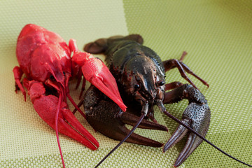 Live and cooked cancer on a green background.