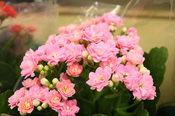 small pink flowers in the supermarket