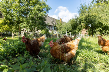 Free range organic chickens poultry in a country farm, germany
