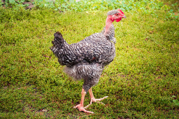 A young rooster with bare neck walks on green grass in sunny day