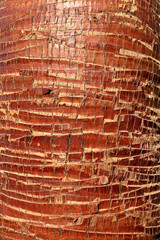 Trunk of sunlit palm tree with regular markings where leaves have been cut off