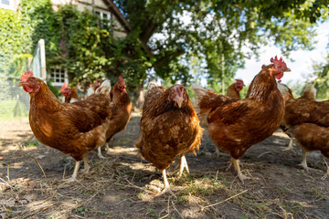 Free range organic chickens poultry in a country farm, germany