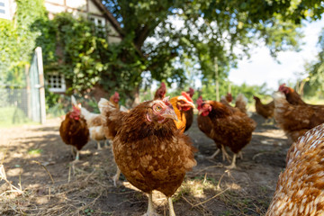 Free range organic chickens poultry in a country farm, germany