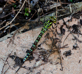 Blue Darner - Aeshna cyanea. A very nicely patterned dragonfly.