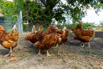 Free range organic chickens poultry in a country farm, germany