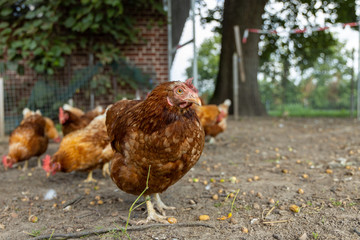 Free range organic chickens poultry in a country farm, germany