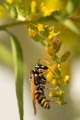 Wasp on yellow flower