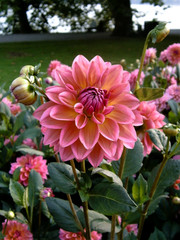A delicate pink flower of the Dahlia 'Yang' taken in a park.