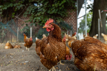 Free range organic chickens poultry in a country farm, germany