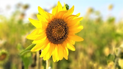 field of yellow flowers - sunflowers