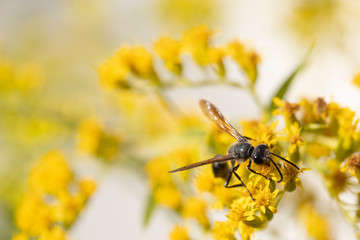 Flying ant on yellow flower
