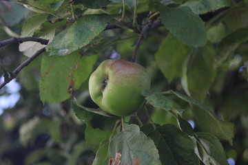 apple on tree