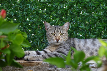 Naklejka na ściany i meble Cat with green eyes and interesting look, Cat portrait,