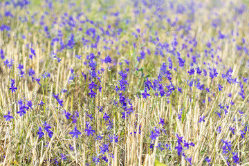 Naklejka premium Field consolida is a herbaceous annual plant, a weed growing in crops of wheat or rye. Consolida among mown wheat as a background.