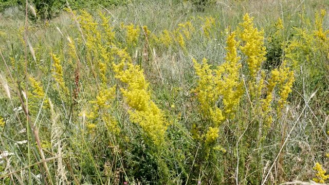 Yellow bedstraw flowers in the field 4K video
