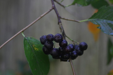berries of a blackberry