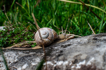 Schnecke