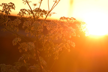 amanecer como tantos color diferente