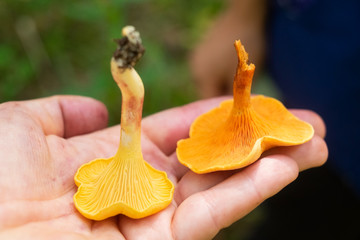 Compare orange chanterelle and false chanterelle on hand