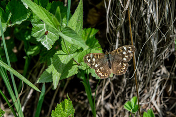 Schmetterling