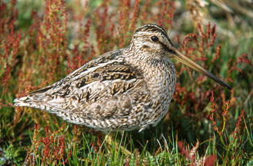 Bécassine des marais,.Gallinago gallinago, Common Snipe