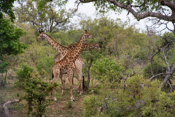 Girafe, Giraffa Camelopardalis, Parc national Kruger, Afrique du Sud