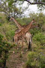 Girafe, Giraffa Camelopardalis, Parc national Kruger, Afrique du Sud