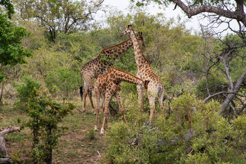 Girafe, Giraffa Camelopardalis, Parc national Kruger, Afrique du Sud