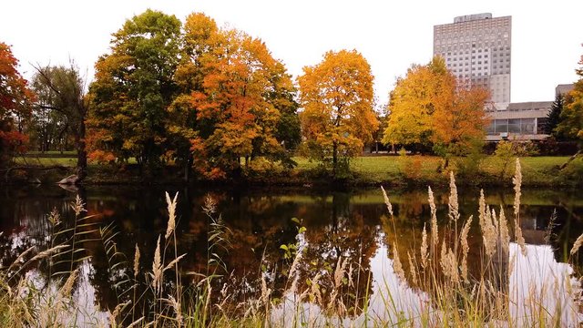 Spectacular autumn season view of small lake with golden trees reflected on calm water with skyscrapers in the distance of Riga city