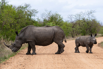 Obraz premium Rhinocéros blanc, femelle et jeune, white rhino, Ceratotherium simum, Parc national Kruger, Afrique du Sud