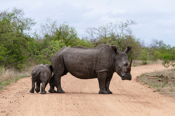 Rhinocéros blanc, femelle et jeune, white rhino, Ceratotherium simum, Parc national Kruger, Afrique du Sud