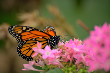 ein Monarchfalter auf  einer Blütendolde