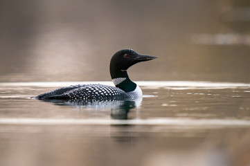 Canadian loon in the wild