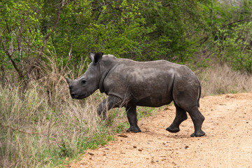 Obraz premium Rhinocéros blanc, jeune, white rhino, Ceratotherium simum, Parc national Kruger, Afrique du Sud