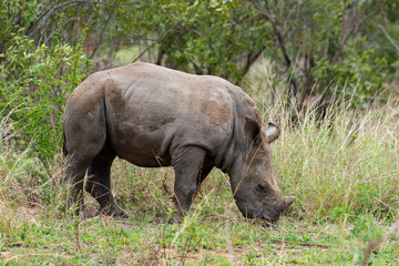 Rhinocéros blanc, jeune, white rhino, Ceratotherium simum, Parc national Kruger, Afrique du Sud