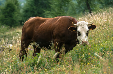 Vache , race Abondance, Haute Savoie, Alpes, 74