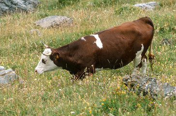 Vache , race Abondance, Haute Savoie, Alpes, 74