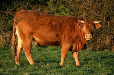 Vache limousine,
