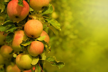 Äpfel am Apfelbaum in warmen Sonnenlicht - Apfelernte