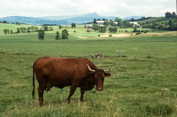 Vache , race Salers, Auvergne