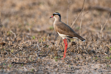 Vanneau couronné,.Vanellus coronatus,  Crowned Lapwing