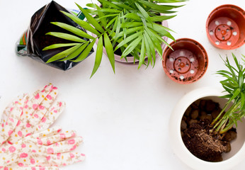 Transplanting indoor plants on a white background. Copy space