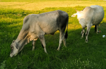 A picture of cow in garden